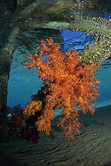 Bootssteg vom Hotel Paradise - Safaga - gypten - (c) Armin Trutnau