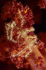 Spinnenkrabbe auf einer Weichkoralle - Strasse von Gubal - gypten - (c) Armin Trutnau