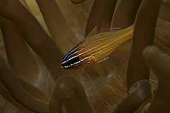 Kardinalfisch - Aqaba - Jordanien - (c) Armin Trutnau