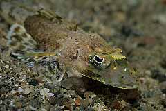 Krokodilfisch - Aqaba - Jordanien - (c) Armin Trutnau