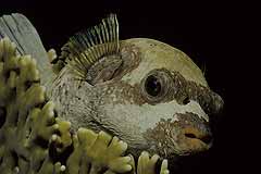 Maskenkugelfisch - Marsa Alam - Rotes Meer - gypten - (c) Armin Trutnau