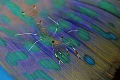 Garnele auf der Flosse eines schlafenden Papageifisches - Coral Garden, Safaga - gypten - (c) Armin Trutnau