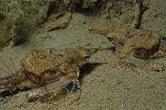 Flgelrofische - Coral Garden - Safaga - gypten - (c) Armin Trutnau