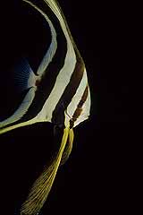 Juveniler Langflossen-Fledermausfisch - Coral Garden, Safaga - gypten - (c) Armin Trutnau