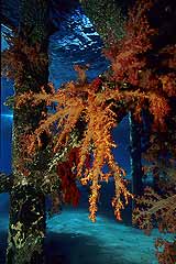 Weichkorallen am Bootssteg vom Hotel Paradise - Safaga - gypten - (c) Armin Trutnau