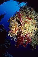 Weichkorallen vor einer Riffhhle - Rotes Meer - gypten - (c) Armin Trutnau