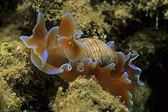 Blasige Eierschnecke - Coral Garden - Safaga - gypten - (c) Armin Trutnau