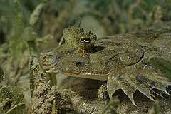 Panther-Butt - Coral Garden, Safaga - gypten - (c) Armin Trutnau
