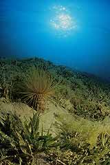 Seegraswiese mit Rhrenwurm - Coral Garden - Safaga - Rotes Meer - (c) Armin Trutnau