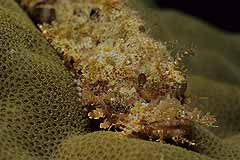 Skorpionfisch auf einer Steinkoralle - Rotes Meer - gypten - (c) Armin Trutnau