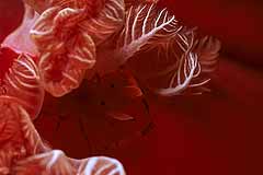 Imperatorgarnele auf einer spanischen Tnzerin - El Quesir - Rotes Meer - (c) Armin Trutnau