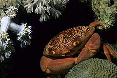 Doppelpunkt-Steinkrabbe - Safaga - gypten - (c) Armin Trutnau