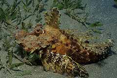 Teufelsfisch - Coral Garden - Safaga - gypten - (c) Armin Trutnau