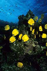 Maskenfalterfische - Brothers Islands - Rotes Meer - gypten - (c) Armin Trutnau