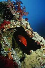 Juvelenzackenbarsch im Wrack der Aida - Brothers Islands - Rotes Meer - (c) Armin Trutnau 