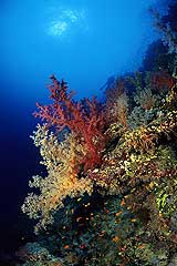 Brothers Islands - gypten - (c) Armin Trutnau