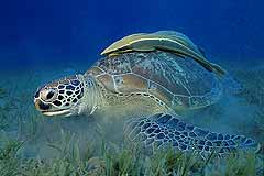 Suppenschildkrte auf einer Seegraswiese - Marsa Alam - gypten - (c) Armin Trutnau