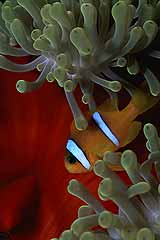 Anemonenfisch vor einer Prachtanemone - Rotes Meer - gypten - (c) Armin Trutnau