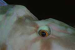 Alte Bissverletzung an einem Papageifisch - Marsa Alam - Rotes Meer - (c) Armin Trutnau