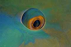 Auge vom Papageifisch - Rotes Meer - gypten - (c) Armin Trutnau