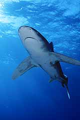 Ozeanischer Weispitzenhai - Elphinstone-Riff - Rotes Meer - gypten - (c) Armin Trutnau