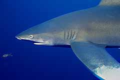 Longimanus - Elphinstone reef - Egypt - (c) Armin Trutnau