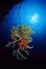 Weichkorallen an einem alten Ankerseil - Elphinstone-Riff - gypten - (c) Armin Trutnau