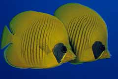 Maskenfalterfische - Rotes Meer - (c) Armin Trutnau