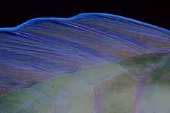 Flosse vom Papageifisch - Rotes Meer - gypten - (c) Armin Trutnau