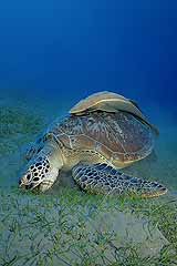 Seeschildkrte - Rotes Meer - qypten - (c) Armin Trutnau