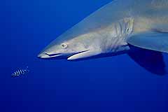 Weispitzenhai - Elphinstoneriff - gypten - (c) Armin Trutnau