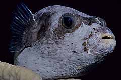 Maskenkugelfisch - Rotes Meer - (c) Armin Trutnau