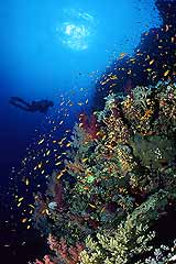 Brothers Islands - Rotes Meer - (c) Armin Trutnau