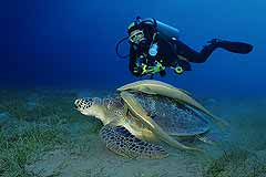 Chelonia Mydas - Suppenschildkrte - Marsa Alam - (c) Armin Trutnau