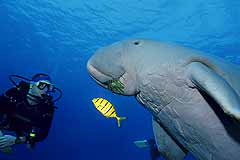 Gabelschwanz-Seekuh - Dugon Dugon - Rotes Meer - (c) Armin Trutnau